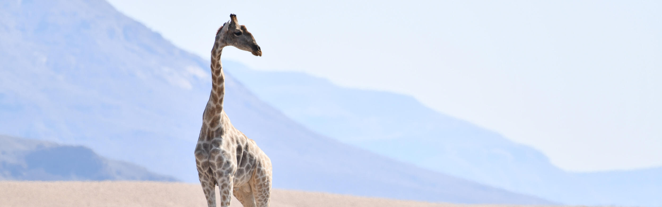 Giraffe conservation in Northwest Namibia