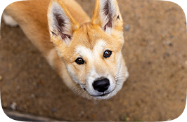 Image of Dingo