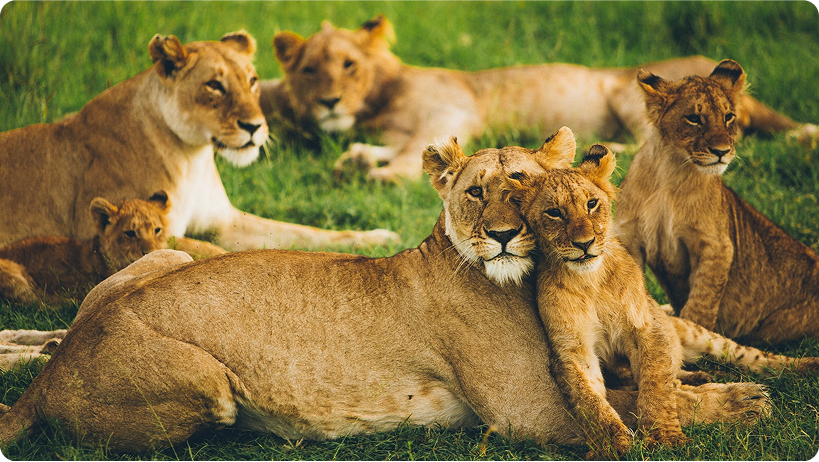 Image of African Lions - Heading here