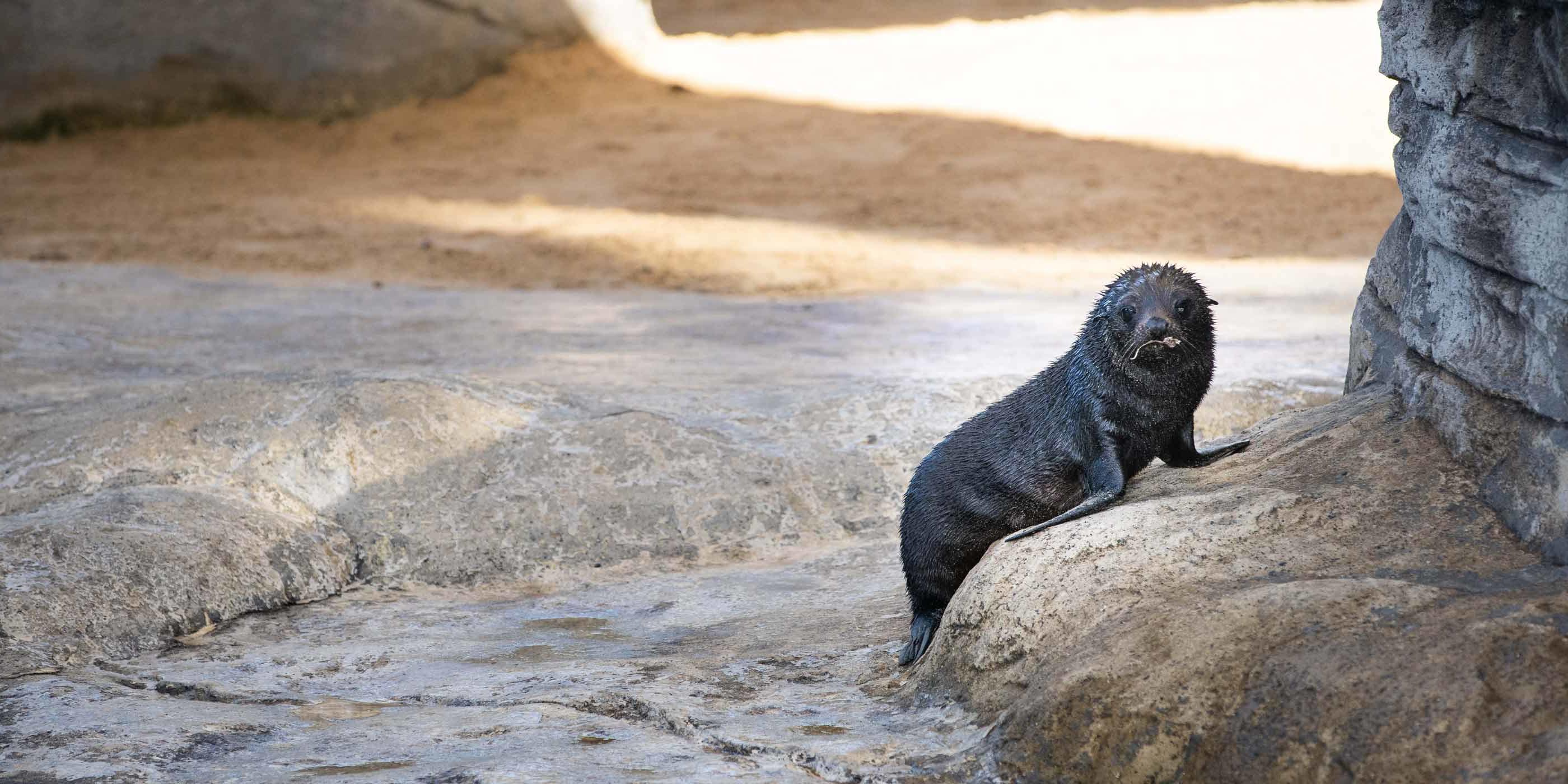 Birubi finds her flippers at Taronga’s Seal Bay!