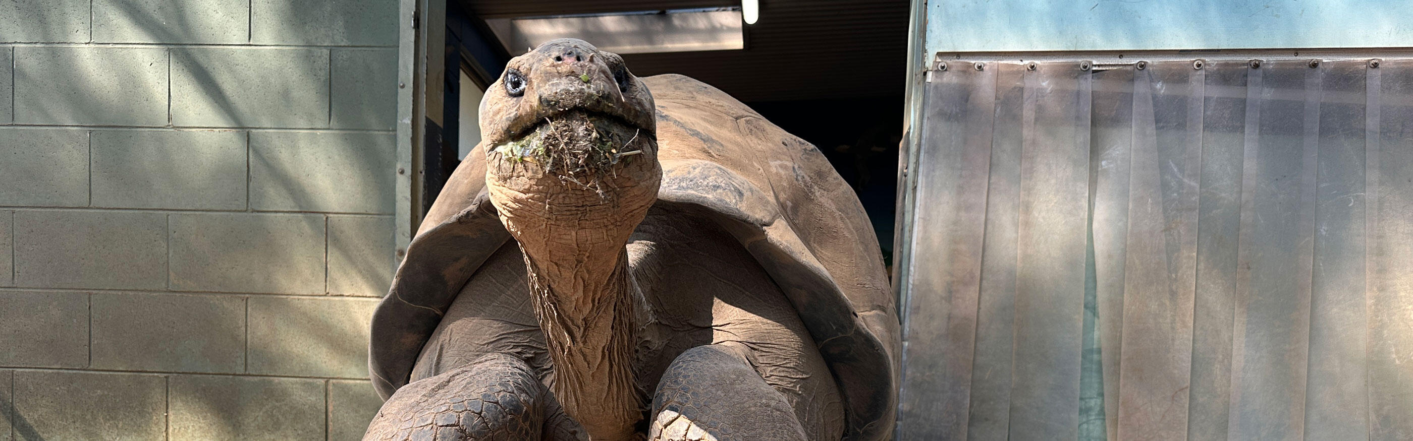 Where are the tortoises?