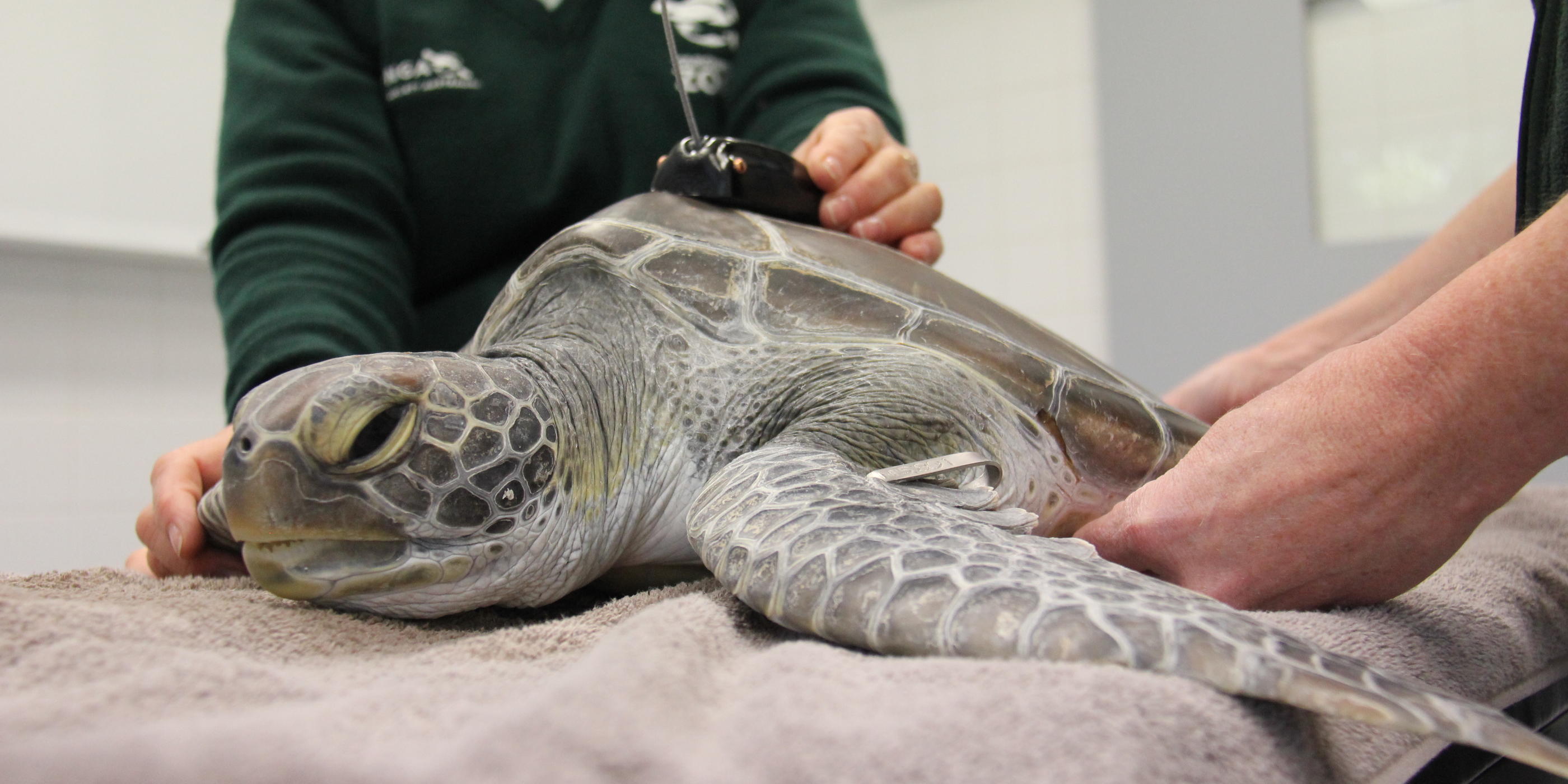 Taronga Launches Rare Sea Turtle Tracking Project