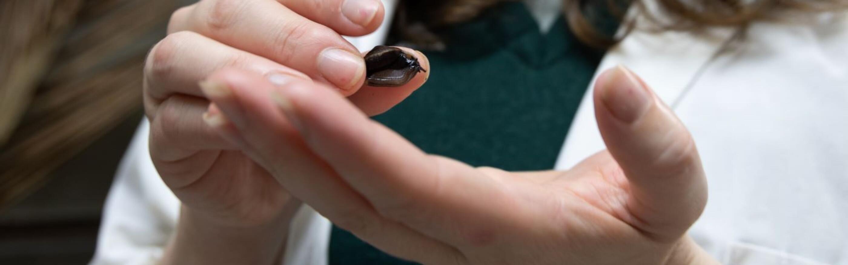 Norfolk Island Snail Release