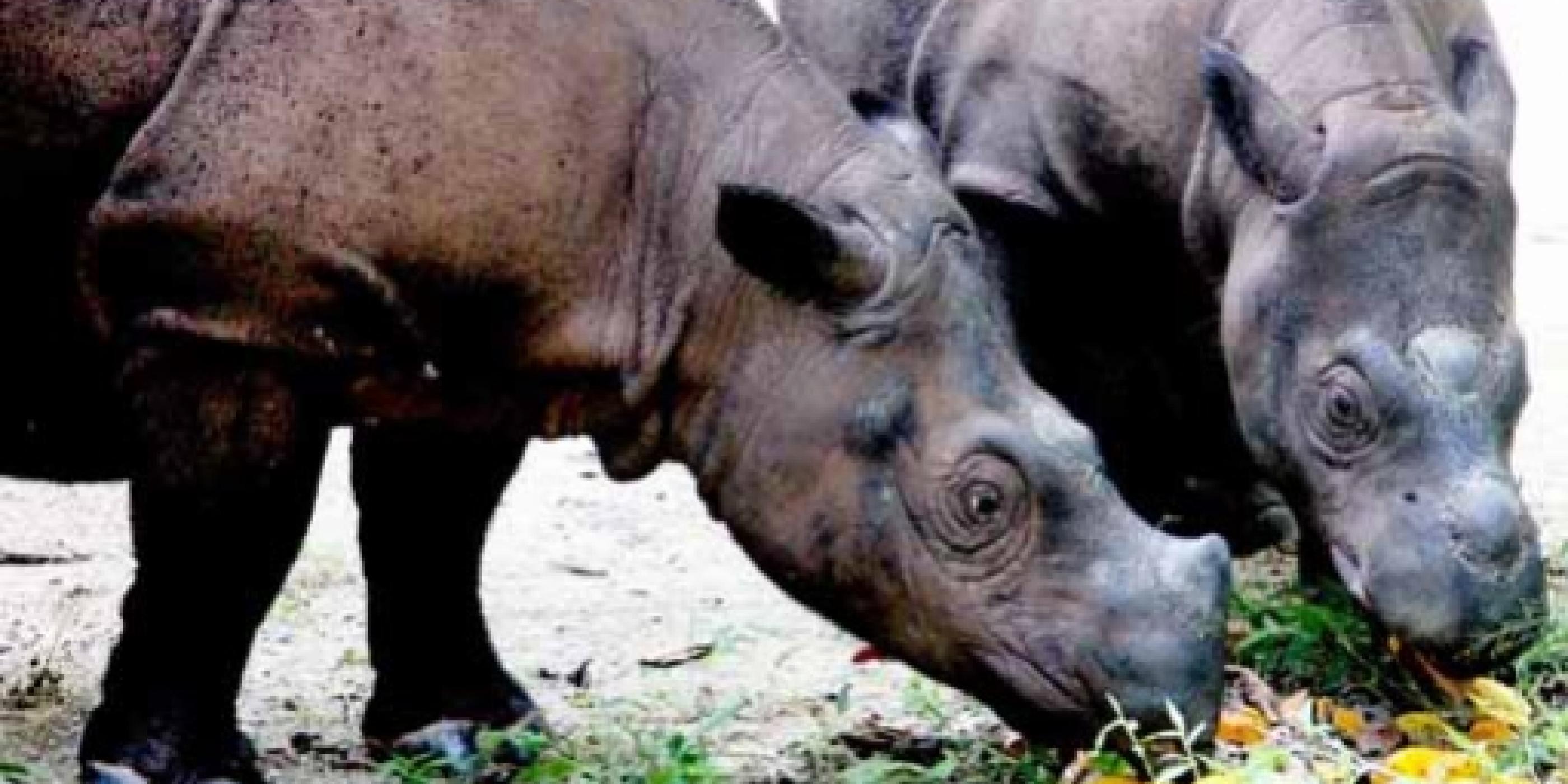 Trekking with Sumatra's Rhino Protection Units