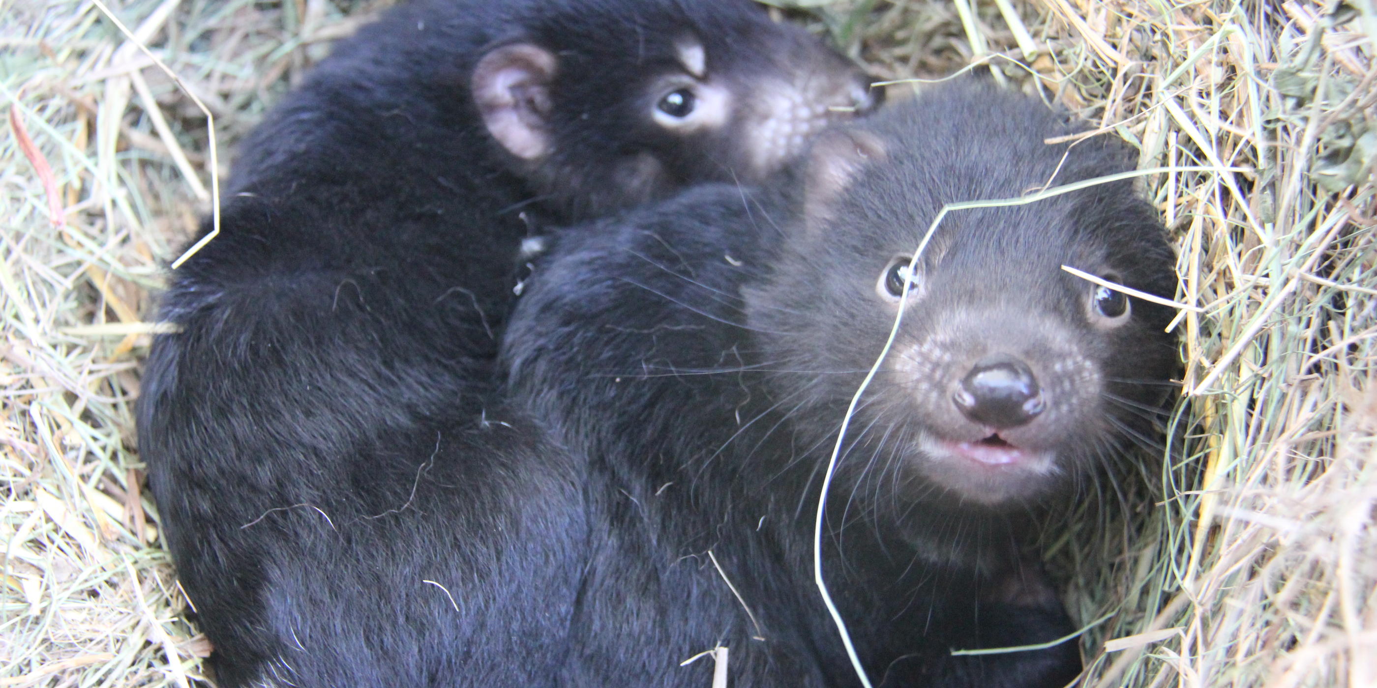 Tasmanian Devil breeding success in Dubbo