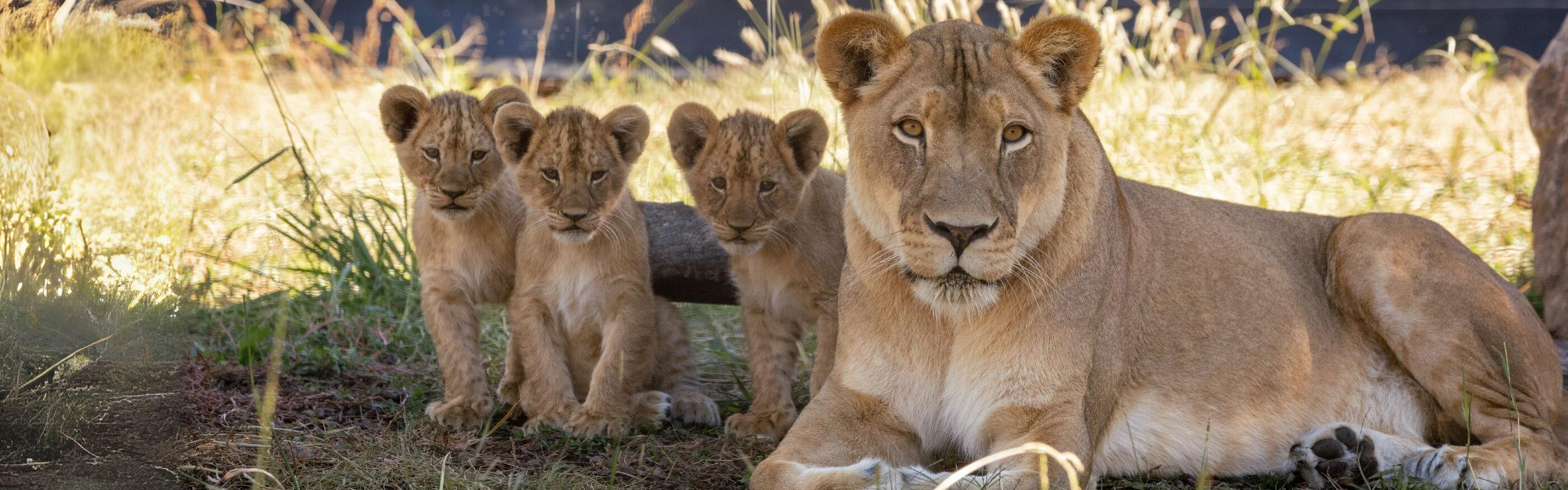 Lion Cubs Debut at Dubbo Zoo