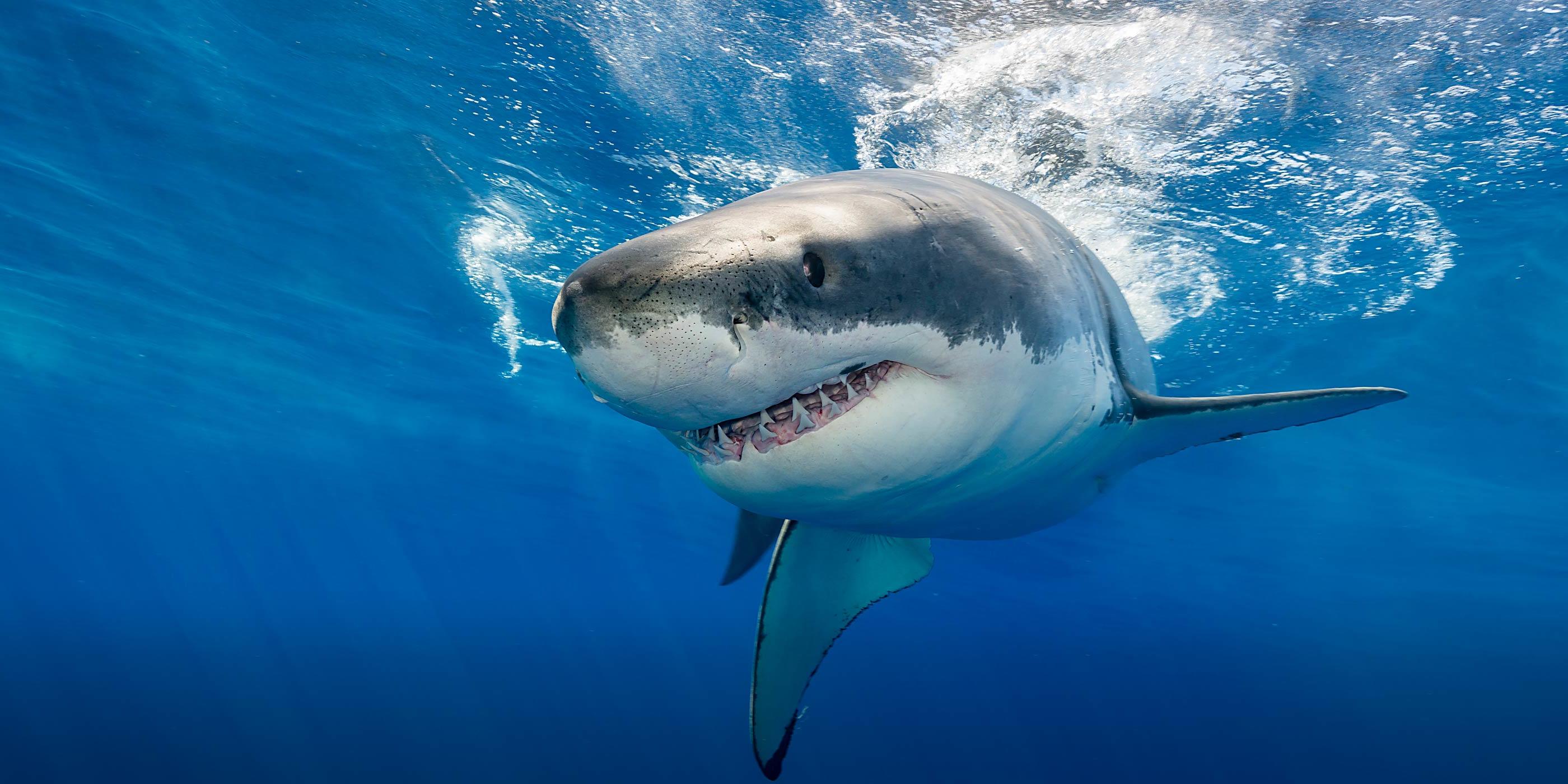 Preventing Shark Attacks - Shark Attack File