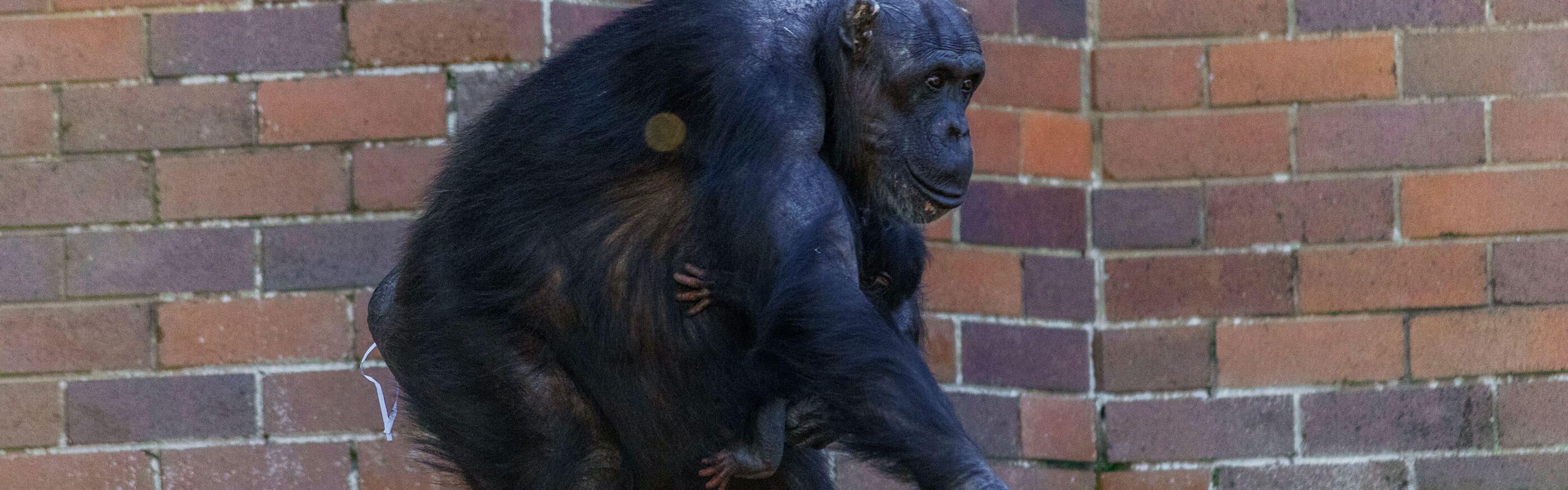 Taronga Zoo Sydney celebrates birth into Chimpanzee community