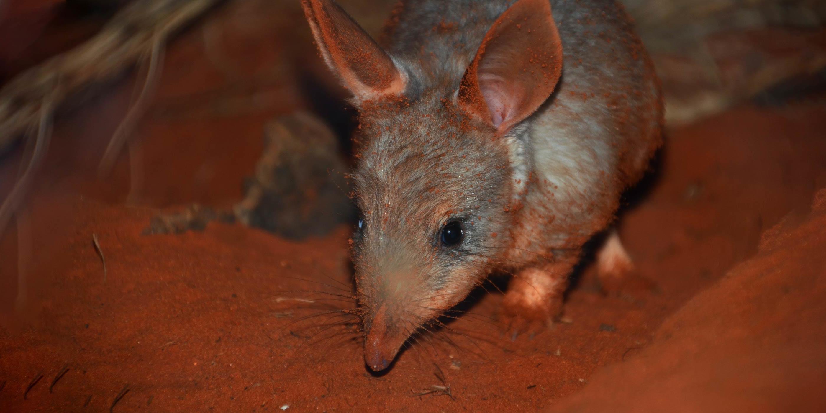 Taronga celebrates Bilby births Royal visit