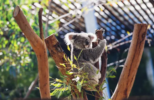 Image of Answer their Call this International Primate Day 12