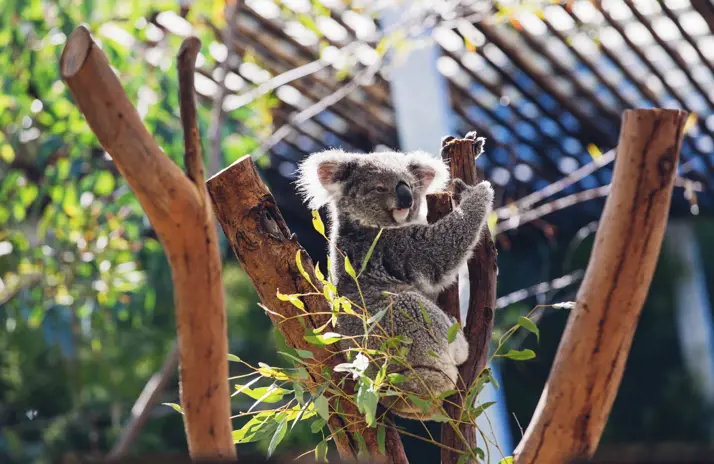 Image of Answer their Call this International Primate Day 12